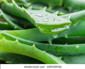 Aloe or Aloe vera fresh leaves and slices on white background. - Shutterstock ID 1049109326
