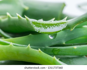 Aloe or Aloe vera fresh leaves and slices on white background. - Shutterstock ID 1311737360