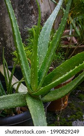 Aloe Vera Fully Grown In A Clay Pot , Barbados Aloe