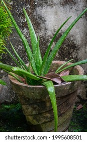 Aloe Vera Fully Grown In A Clay Pot , Barbados Aloe