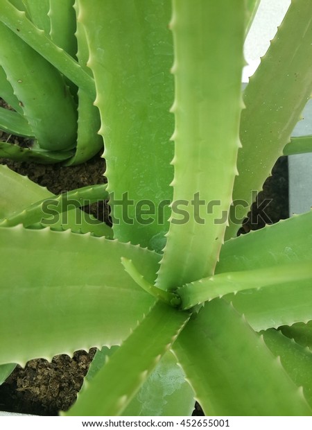 Aloe Vera Garden Plantation Aloe Vera Stock Photo Edit Now 452655001