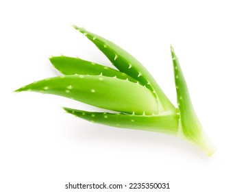 Aloe vera green fresh leaves isolated on white background - Shutterstock ID 2235350031