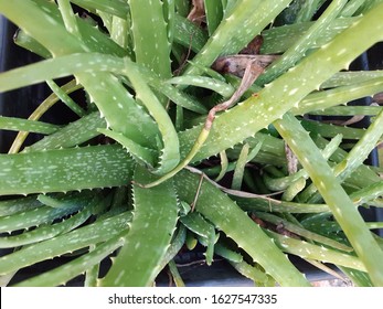 Aloe Vera Hot Weather Stock Photo 1627547335 | Shutterstock