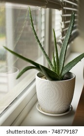 Aloe Vera House Plant