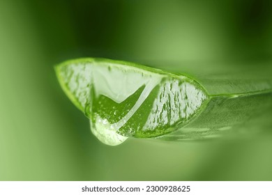 Aloe vera juice drop close up. Aloe vera leaf with aloe gel over green background with copy space. - Powered by Shutterstock