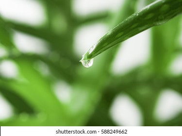 Aloe Vera With Juice Drop Close Up