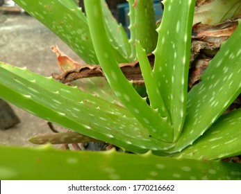 484 Aloe vera wound Images, Stock Photos & Vectors | Shutterstock