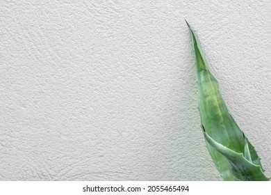 Aloe Vera Leaf, Called Aloe, Acíbar Or Barbados Aloe, Among Others, Is A Succulent Species