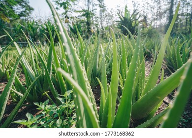 Aloe Vera Leaf In Farm