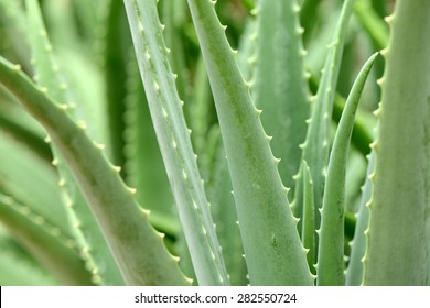 Aloe Vera Leaf In Farm 