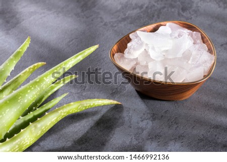 aloe vera leaf - Text space