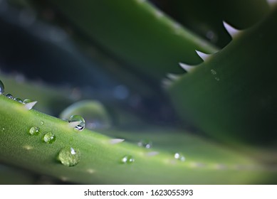 Aloe Vera Leaves With Water Drops. Macro Photo. Close View.