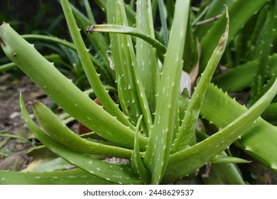 Aloe Vera leaves where growth in our house yard. It is natural ingredients of cosmetics, skin care and  medicine 

 - Powered by Shutterstock