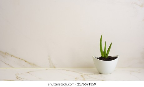 Aloe Vera Medicinal Plant, Also Called Aloe Vera, Barbados Aloe Or Barbados Aloe.