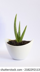 Aloe Vera Medicinal Plant, Also Called Aloe Vera, Barbados Aloe Or Barbados Aloe.