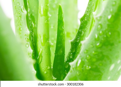 Aloe Vera On White Background