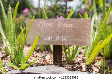 Aloe Vera Permaculture Sign For Sunburn Relief