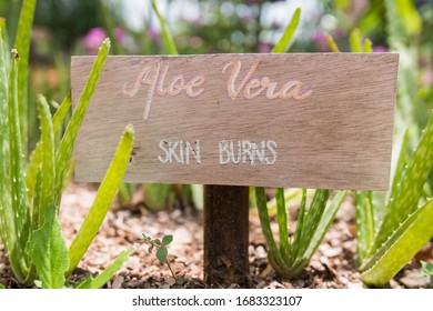 Aloe Vera Permaculture Sign For Sunburn Relief