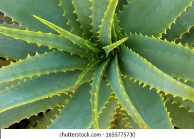 Aloe Vera Plant (Aloe Barbadensis Mill.,Star Cactus, Aloe, Aloin)