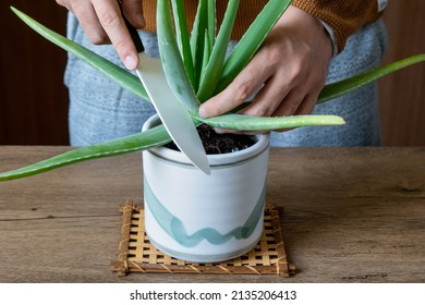 Aloe Vera Plant Being Cut With A Knife.