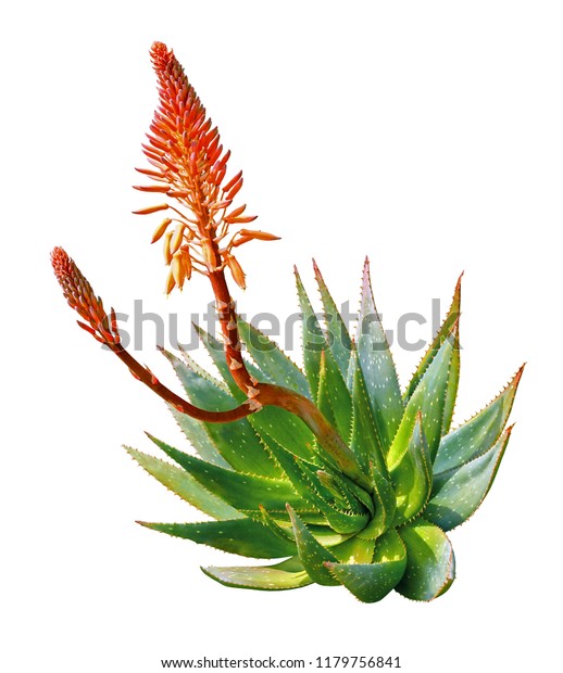 Aloe Vera Plant Bloom Isolated On Stock Photo Edit Now 1179756841