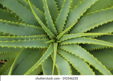 Aloe Vera - Plant Cactus Top Down From Above