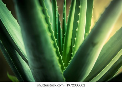 Aloe Vera Plant. Close up of Aloe Vera. 
