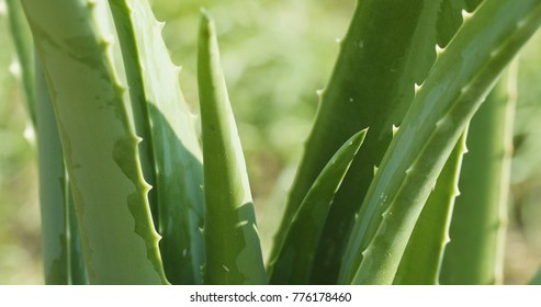 Aloe Vera Plant Farm 