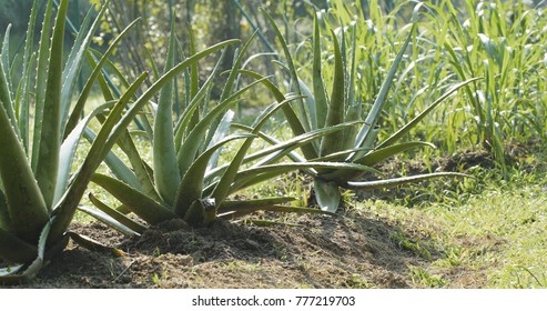 Aloe Vera Plant Farm 