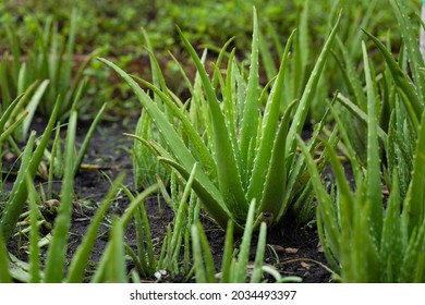 Aloe Vera Plant In The Field