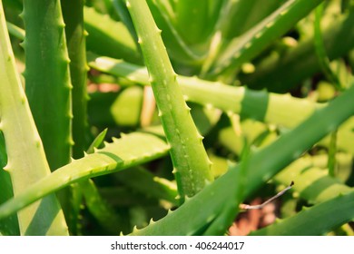 Aloe vera plant field