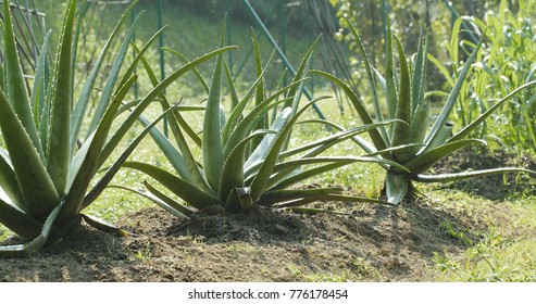 Aloe Vera Plant Field 