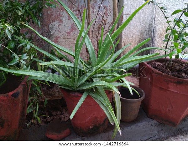 Aloe Vera Plant Flower Pot Home Stock Photo Edit Now 1442716364