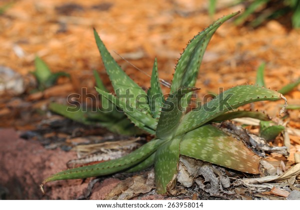 Aloe Vera Plant Growing Wild Which Stock Photo Edit Now 263958014