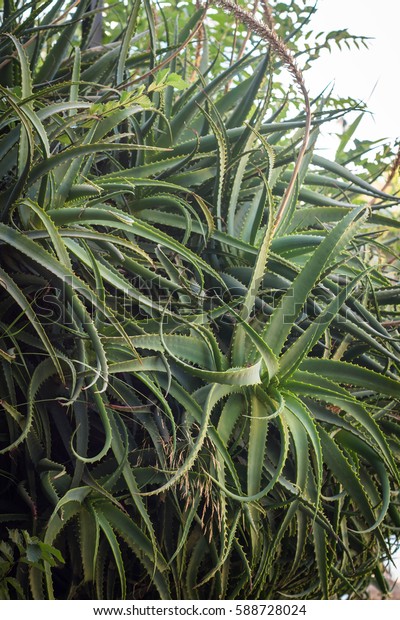 Aloe Vera Plant Growing Wild Stock Photo Edit Now 588728024