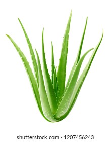 Aloe vera plant isolated on white background - clipping path included