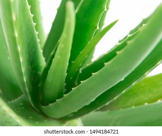 Plants Beautiful Stock Photos Images Photography Shutterstock