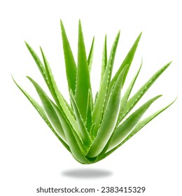 Aloe Vera plant isolated on a white background. Aloe Vera with shadow. 