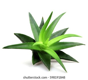 Aloe Vera Plant Isolated On White.