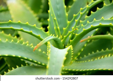 Aloe Vera Plant Leaves