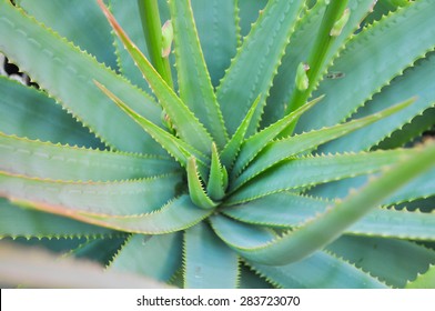 Aloe Vera Plant Leaves