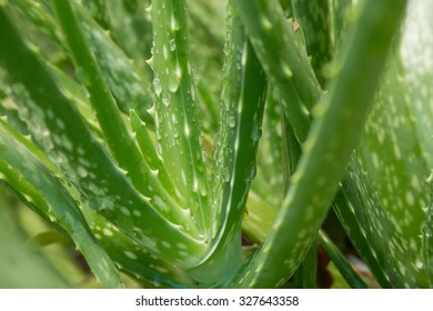 aloe vera plant leaves