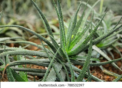 3,520 Aloe vera plant orange Images, Stock Photos & Vectors | Shutterstock