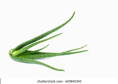 Aloe Vera Plant On White Background