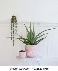 aloe vera plant in pink pot with cactus and succulent plants on white table with white wooden wainscoting wall