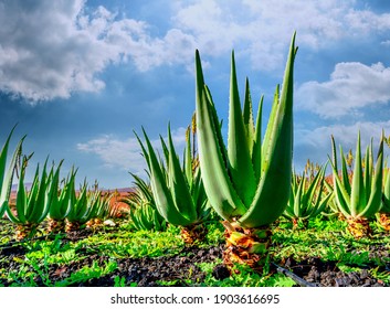 Aloe vera plant. Aloe vera plantation. Furteventura, Canary Islands, Spain.
