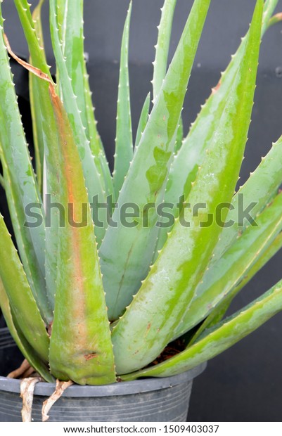 Aloe Vera Plant Planted Pot Outdoor Stock Photo Edit Now 1509403037