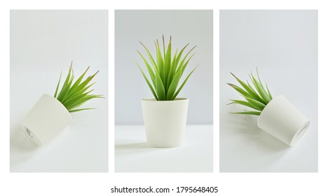 Aloe vera plant with pot Isolated on white background - Shutterstock ID 1795648405