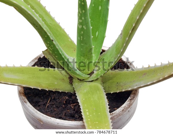 Aloe Vera Plant Pot Leaves Damaged Stock Photo Edit Now 784678711