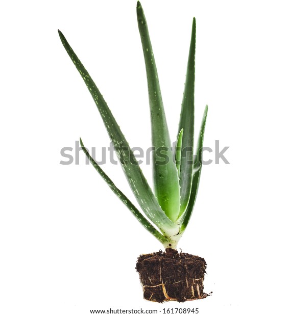 Aloe Vera Plant Root Soil Isolated Stock Photo Edit Now 161708945